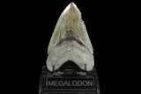 Serrated, Fossil Megalodon Tooth - South Carolina #126446-1